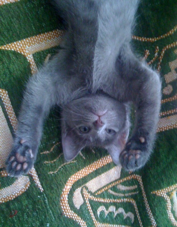Котовторник  19.03.2013