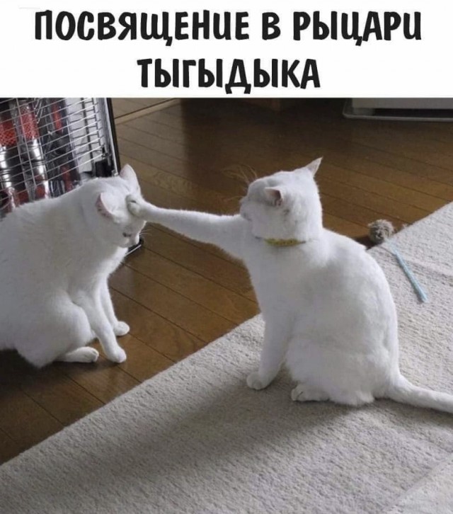 Картинки и мемы для настроения - 131