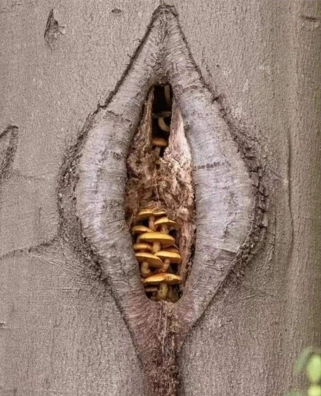 1000 мужчин за 24 часа — такой рекорд хотят установить две модели с OnlyFans по количеству половых партнеров