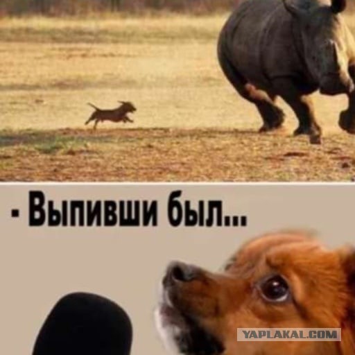 Бег с препятствиями