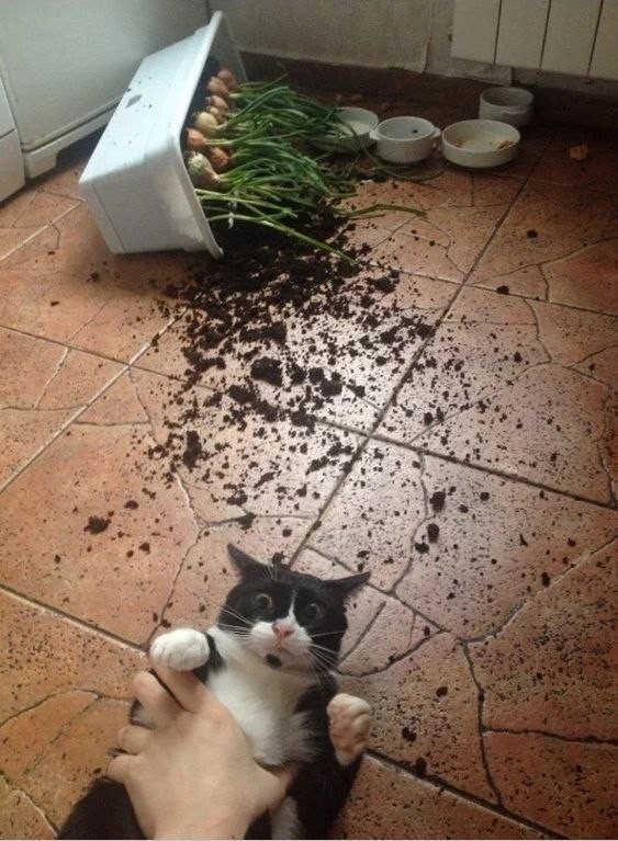Смешные коты, которые бы победили на конкурсе абсурдных фотографий