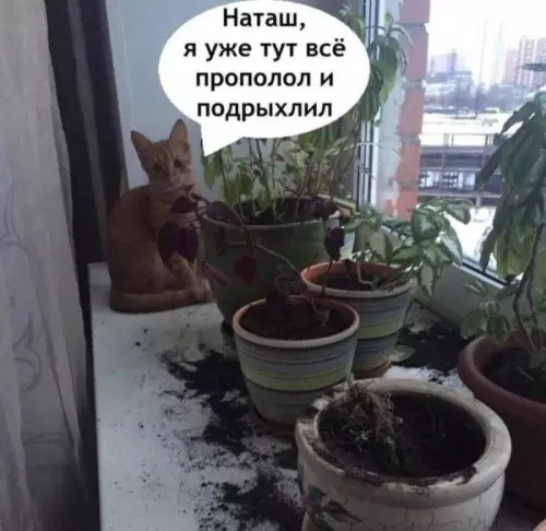 К котовторнику: подборка картинок-баянов с котиками и про котиков. Выпуск 31.