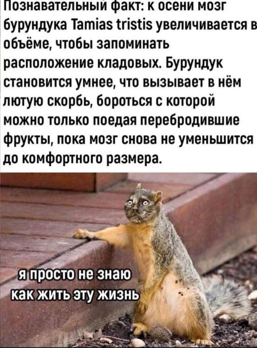 Картинки для деградации 147 (разной степени свежести)