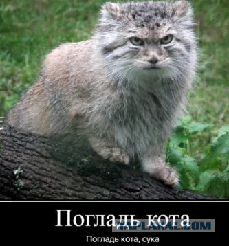 Пришли в чужой лоток, нарушили личные границы