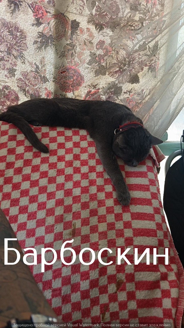 Жизнь домашнего приюта "Котоленд" 550