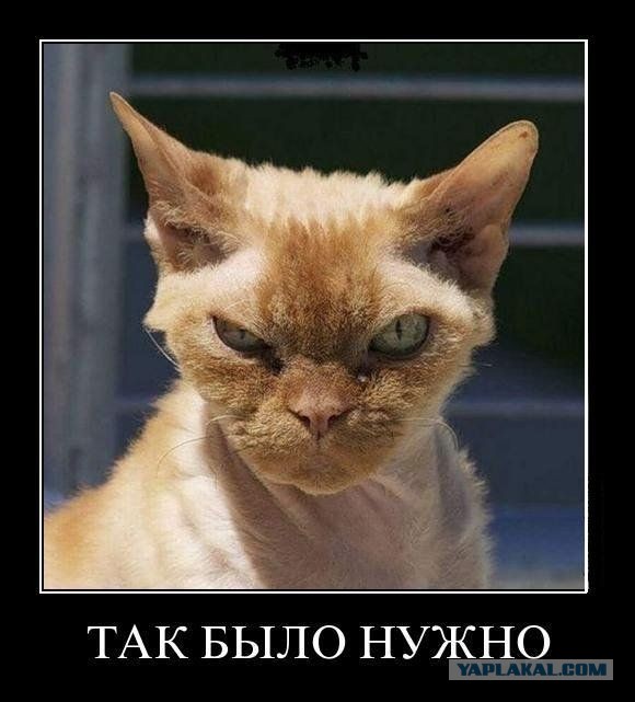 Подстригли кота