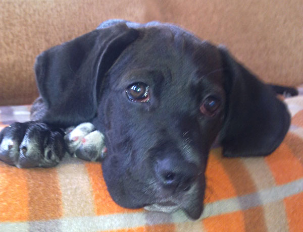 Собакочетверг на 02.01.2014