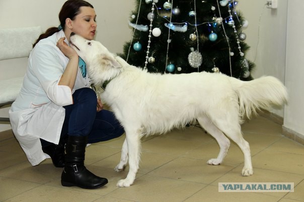 О, my dog