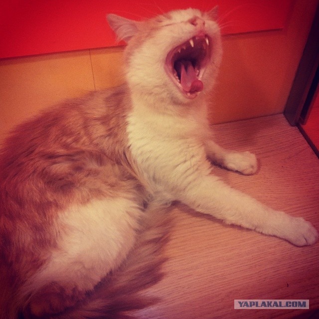 Котовторник 27.5.2014