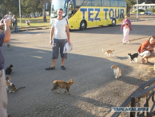 В Египте очень странные коты