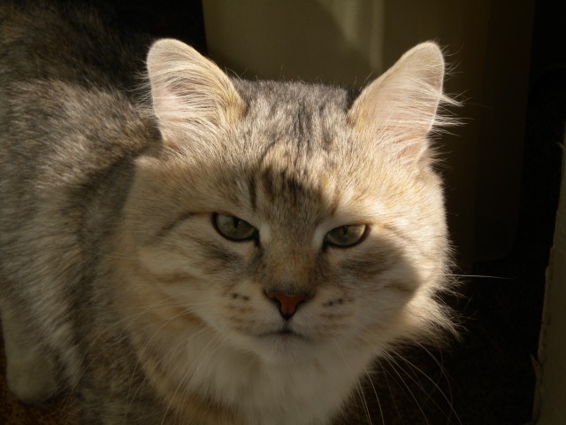 Котовторник 12.08.2014