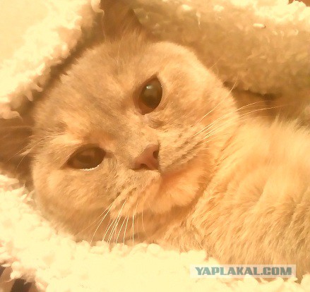 Котовторник 16.09.14
