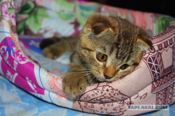 Котовторник 16.09.14