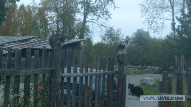 Котовторник 30.09.2014