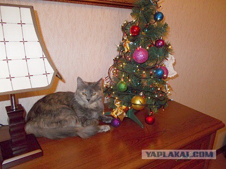 Котовторник 30.12.2014