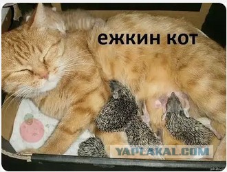 Забавные картинки из интернетов