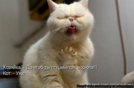 Немного братьев наших меньших! ЧЕТВЕРГ