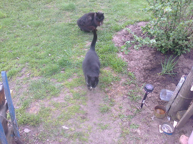 Котовторник 14.07.2015