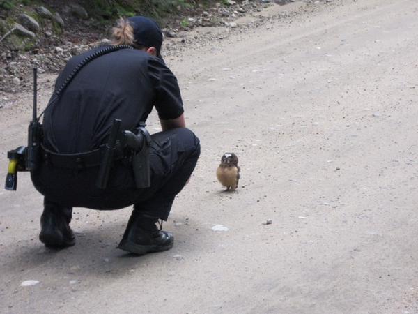 Совенок и полицейский