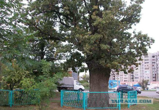 Месть соседке, или помоги ближнему