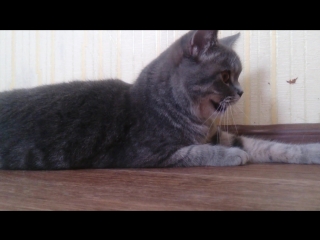 Котовторник 06.10.2015