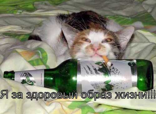 Немного веселых картинок
