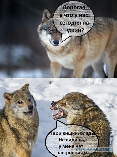 Картинки и приколы из соц.сетей и интернета