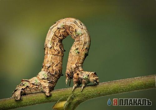 НАСЕКОМЫЕ. Мухи, бабочки, мотыльки, моль, и все летающие твари, пауки