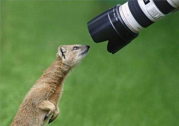 Животные и фотоаппарат