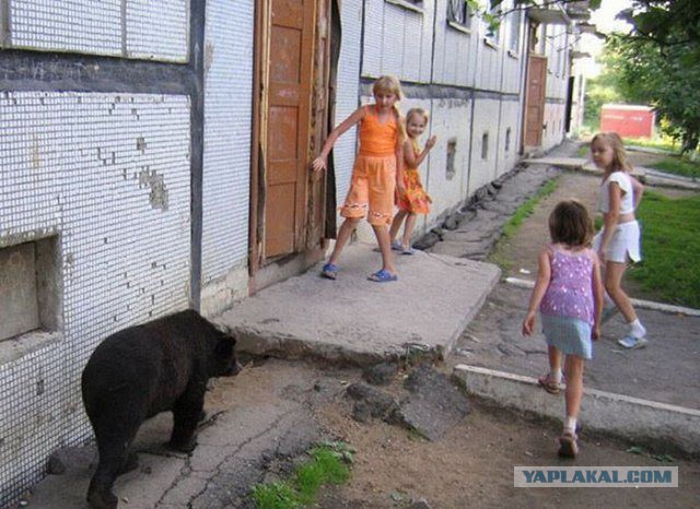 Стальные нервы