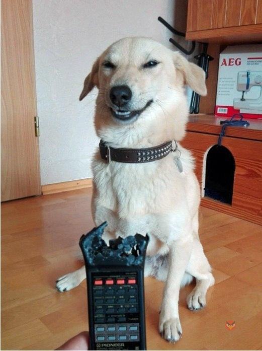 Прикольные животные