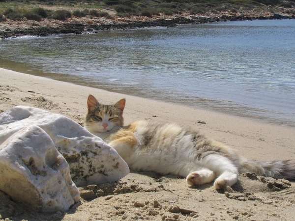 Морские котики