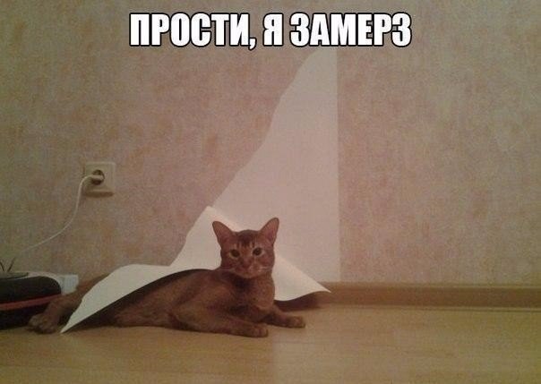 Коты из сети