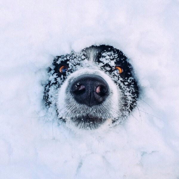 Самые смешные животные