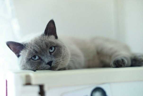 Я, мой Кот и его Человек