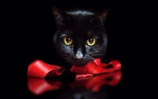 Коты и Кошки