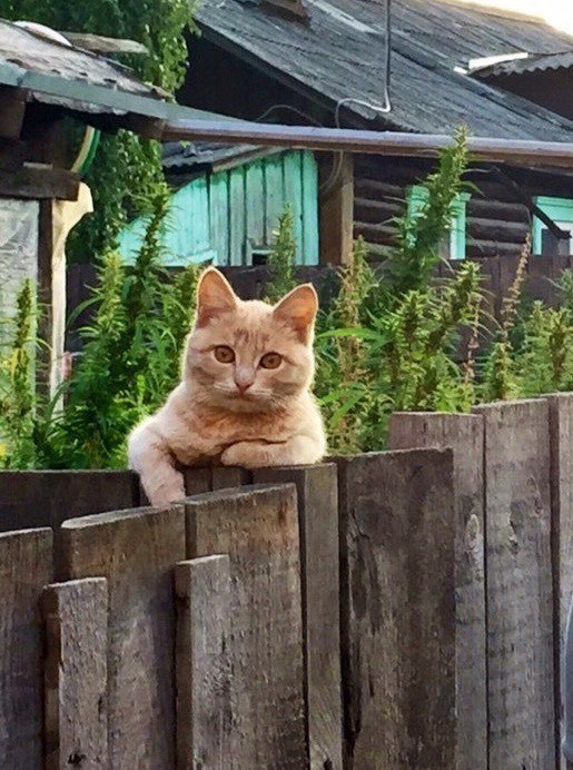 Прикольных котов пост