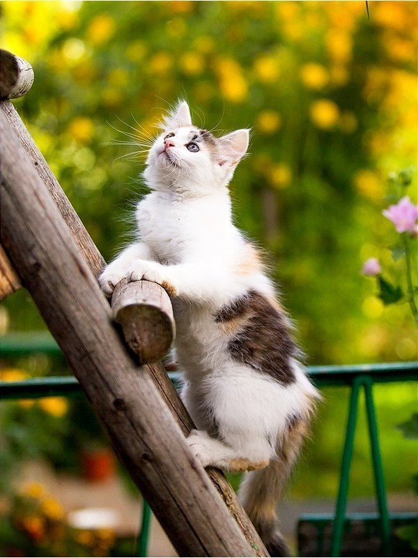 Фотобомбы котов