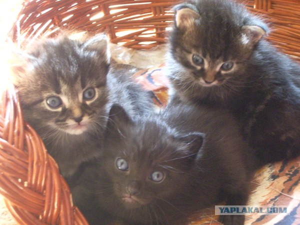 Котовторник на ЯПлакалъ (27.05.08), прикольные коты, добавляем свои!
