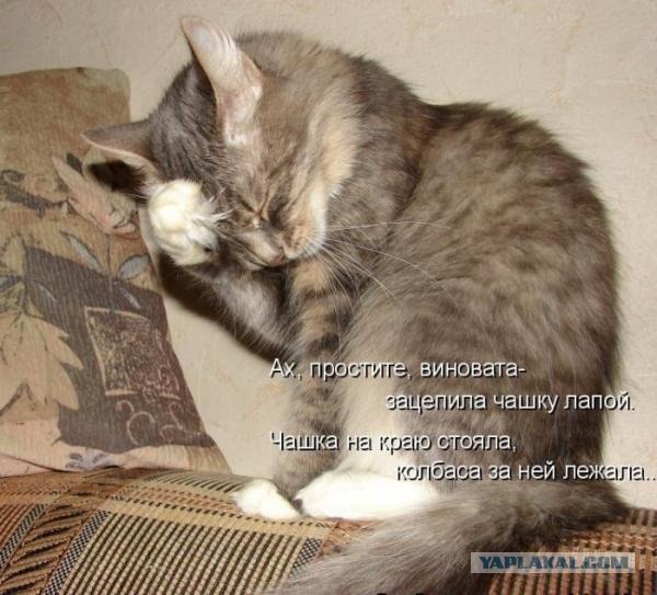 Картинки о животных