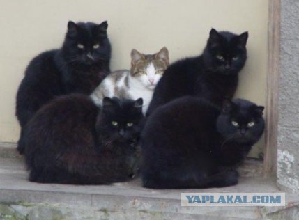 Бродячие коты 2 фотки
