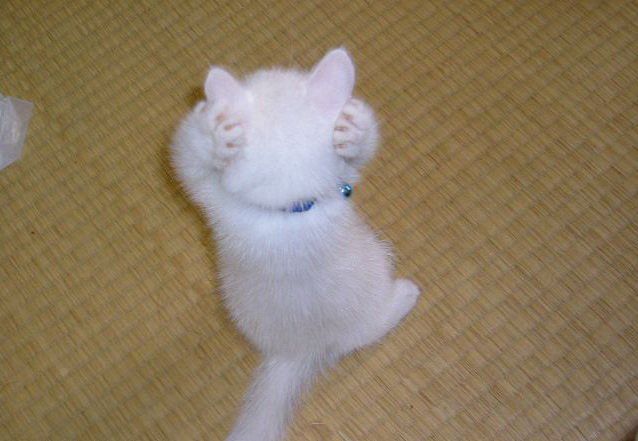 Прикольных котов пост
