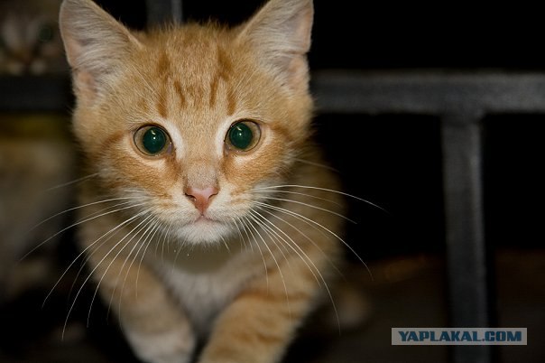 It's Catursday Fever! (Котовторник)