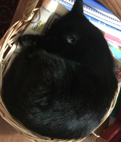 Самая смертоносная кошка на Земле