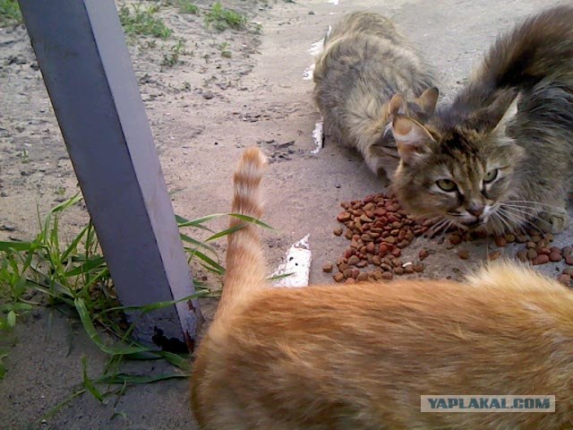 Накорми бездомного кота
