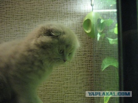 Котовторник (21.02.2012)