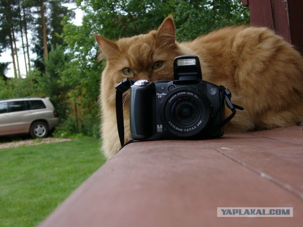 Котовторник 27.03.2012