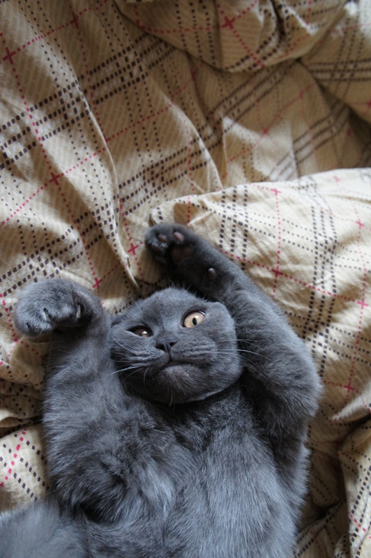 Котовторник  от 3.04.2012