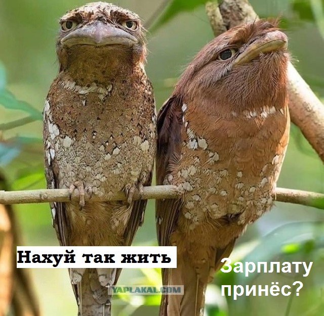 Фото, которые больше похожи на фейк, но они настоящие