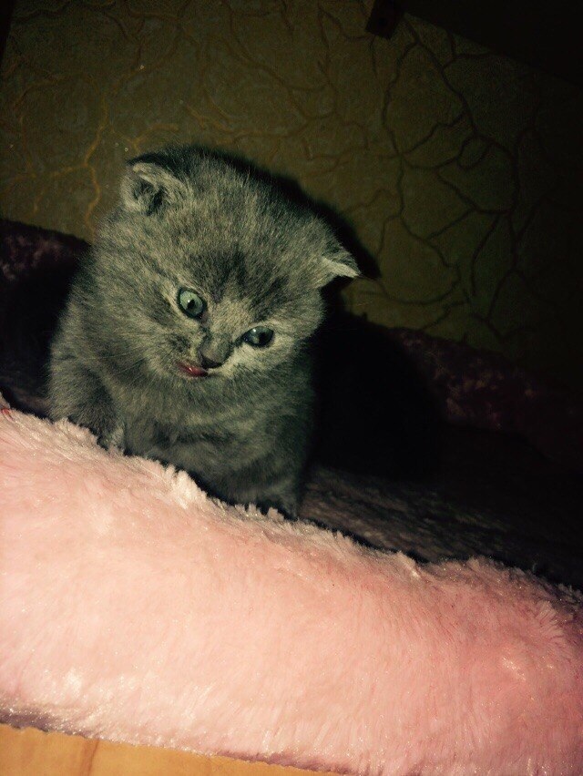 Забавные фото котеек
